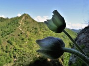 65 Pulsatilla alpina (Anemone alpino) in fioritura
